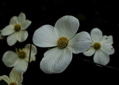 Yosemite Dogwood Flower