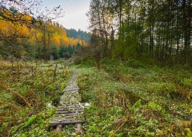 Autumn Autumnal Background