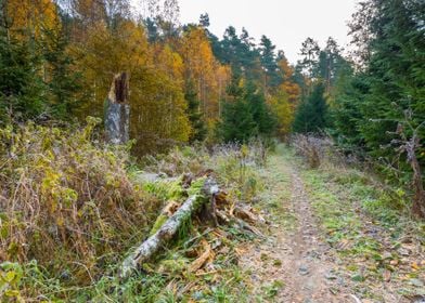 Autumn Autumnal Background