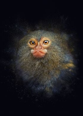 Pygmy marmoset