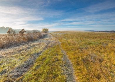 Grass Landscape Morning Fr