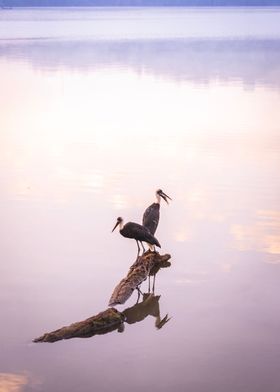 Woolly necked storks