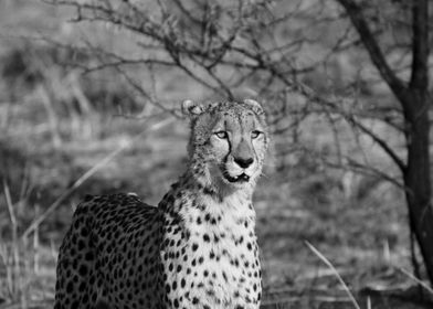 Cheetah black and white