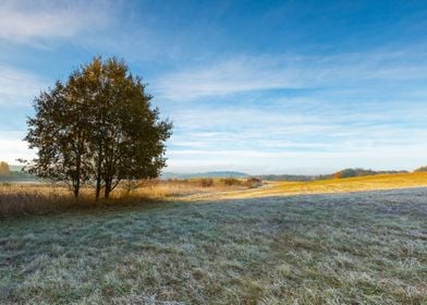 Grass Landscape Morning Fr