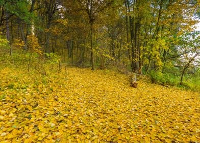 Autumn Autumnal Background