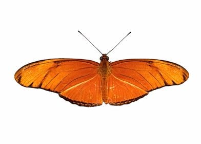 Butterfly  Dryas iulia
