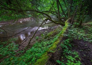 Forest Summer Outdoor Sunl