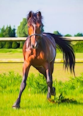 Bay Horse