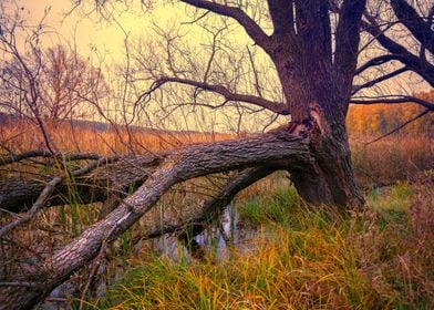 Landscape  Autumn  River  