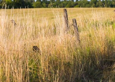 Grass Field Fence Landscap