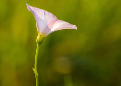 Plant Pink Nature Vertical