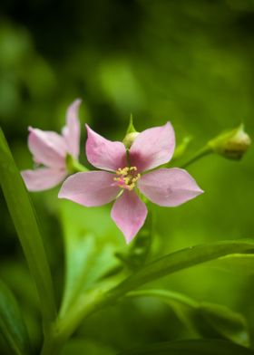 flowers 2