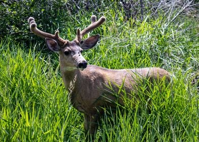 Deer in Spring