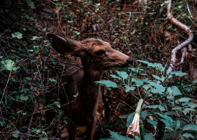 Deer in nature