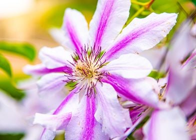 Clematis Flower