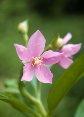 violet flowers 4