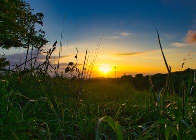 Sunset In The Grass