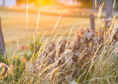 Grass Field Fence Landscap