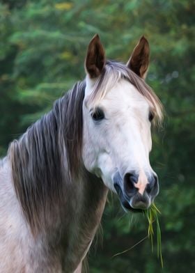 Gray Horse