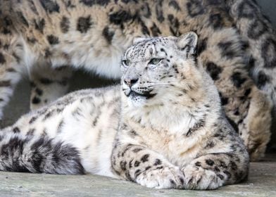 Snow Leopards