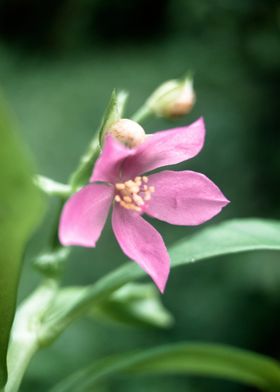 violet flowers 3