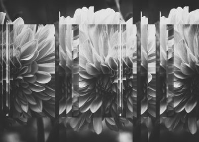 ASTER in BnW