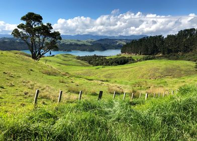 New Zealand Landscape