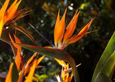 Strelitzia