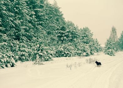 Animal Canine Cloudy Cold 