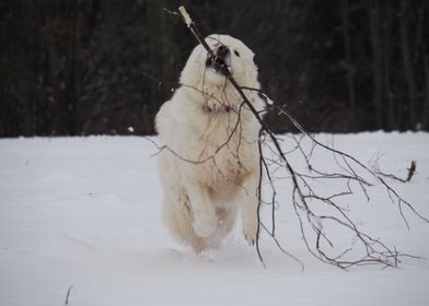 Maremmano Abruzzese