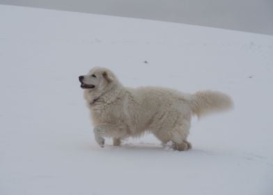 Maremmano Snow Winter Dog