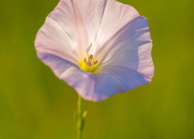 Plant Pink Nature Vertical