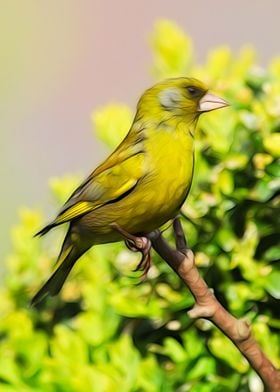 European Greenfinch