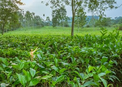 Tea plantation Uganda