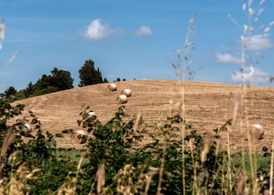 hay bales