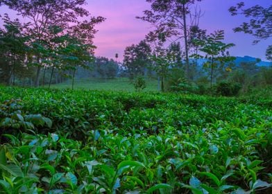 Tea plantation Uganda