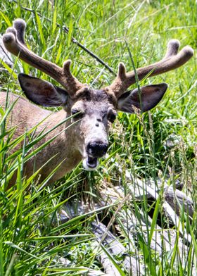 Smiling Deer