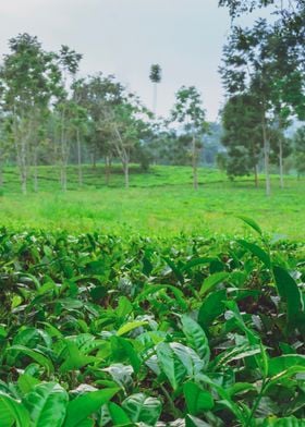 Tea plantation Uganda