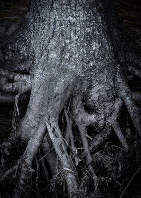 Tree Roots