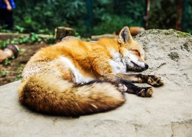 Sleeping Fox