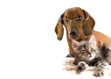 Dogs Cats White background