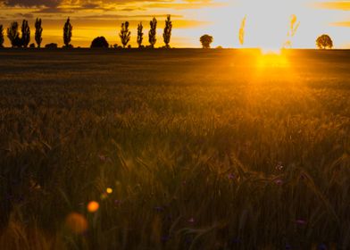 Light Nature Sun Tree Land