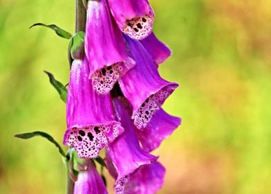 Beautiful Foxglove Flower