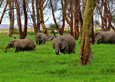 Elephant Herd