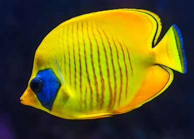 Butterflyfish