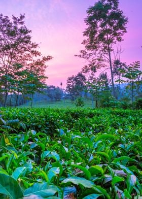 Tea plantation Uganda