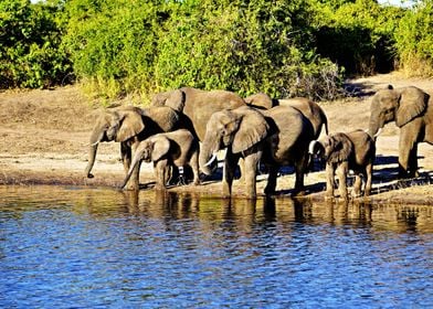 Elephant Herd 