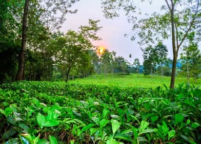 Tea plantation Uganda