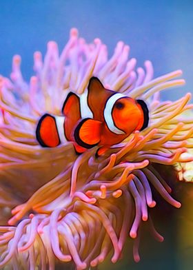 Clown Fish Posters Online - Shop Unique Metal Prints, Pictures