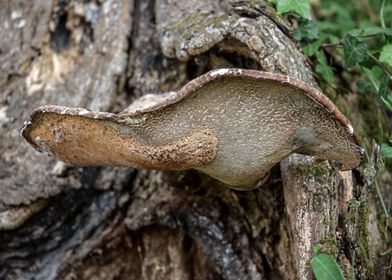 Tree Fungus